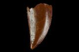 Serrated, Raptor Tooth - Real Dinosaur Tooth #115913-1